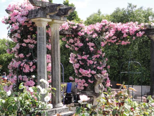 Rose of the month – Climbing Pinkie