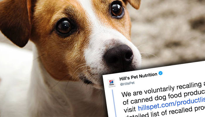 What To Do If Your Dog Has Eaten Any Of The Recalled Pet Food