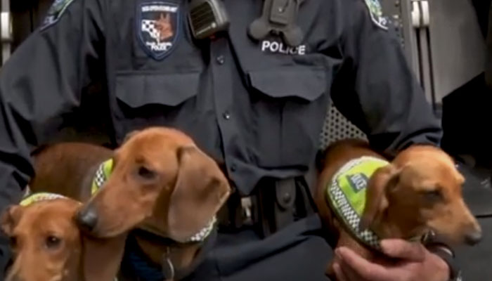 SA Police Unveil New ‘Sausage Dog Squad’